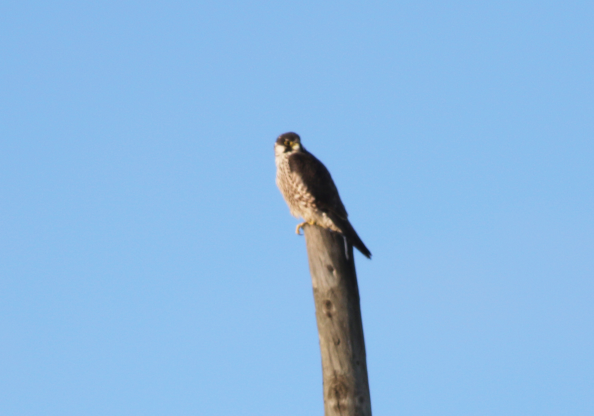Peregrine Falcon